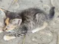 4 сладки котенца , снимка 2