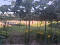 Продавам къща в село Пчелник, обл. Варна, снимка 5