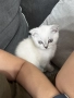 Клепоуха сребърна госпожица на три месеца , снимка 3