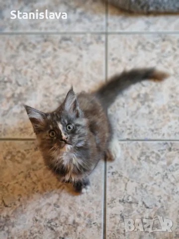 котенца Мейн Куун, снимка 9 - Мейн кун - 55670869