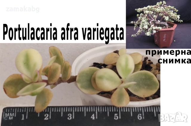 Портулакария (Portulacaria afra variegata), сукулентно растение
