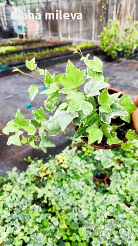 Бръшлян Бяло чудо, Hedera helix White Wonder, студоустойчив, снимка 6 - Градински цветя и растения - 52565980