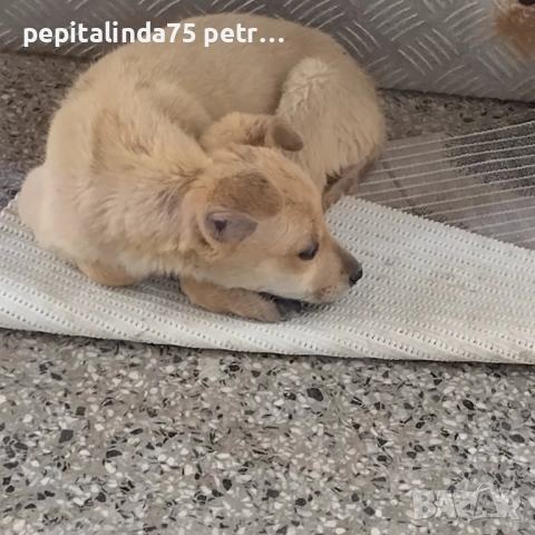  dog for adoption.Търсим осиновител на малко женско куче, снимка 2 - Други - 54573848