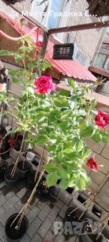 Щамбови Рози 🌹 Роза дръвче! , снимка 7 - Градински цветя и растения - 54425095
