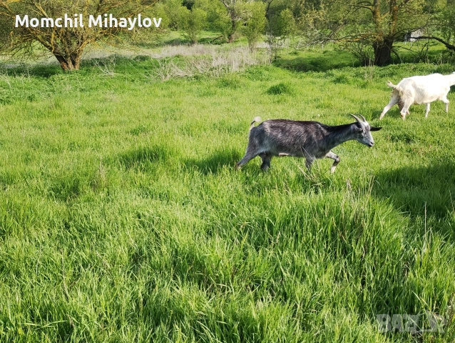 продавам кози , снимка 3 - Кози - 54456715