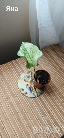 Мини растения - епипремнуми, дяволски бръшлян,монстера, сингониум, фикус бенджамин, снимка 3 - Стайни растения - 53712548