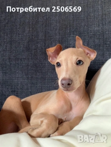 Продавам кученца италианска хрътка, снимка 18 - Хрътка - 53012848