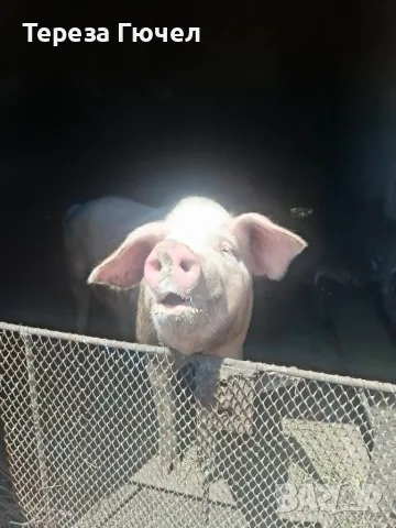 🐷 Продавам бели прасета (прасенца) 🐖 гр. Кнежа - 1 свободно