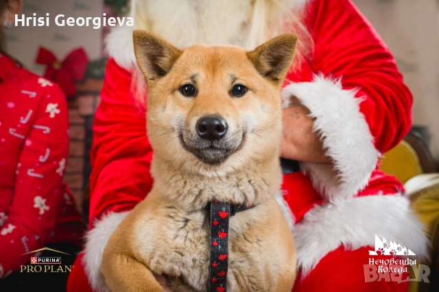 ЖЕНСКА ТЪРСИ ПАРТНЬОР ЗА РАЗПОЛОД, снимка 4 - Търси партньор - 54010721