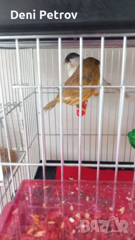 Glosteri