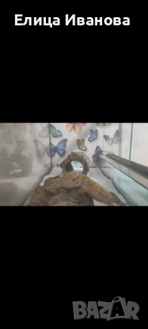 Леопардов гекон+ терариум/ оборудване , снимка 4 - Гекон - 54147826