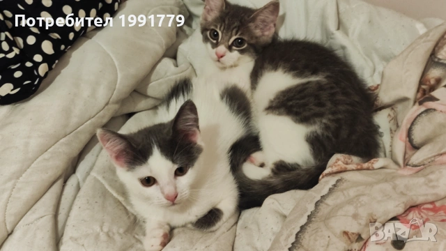Търсят своя дом – 2 прекрасни котенца