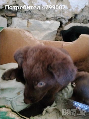Малки 3 броя Кученца  Лабрадор , снимка 3 - Лабрадор ретривър - 54218689