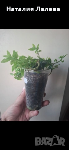 Колумнея, columnea Orange Sherbet, снимка 4 - Стайни растения - 55099814