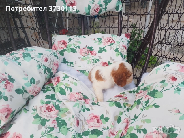 Продава Кинг Чарлз Кавалер, снимка 7 - Кавалер кинг чарлз шпаньол - 54413603