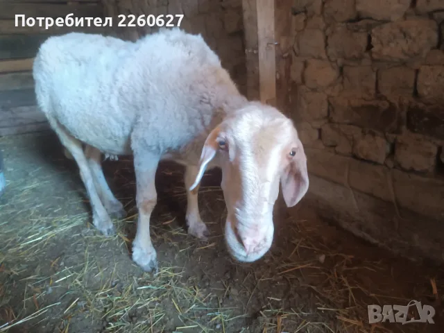 Продава се за клане , снимка 2 - Овце - 55624224