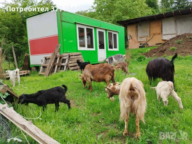 Продавам кози , снимка 3 - Кози - 54483034
