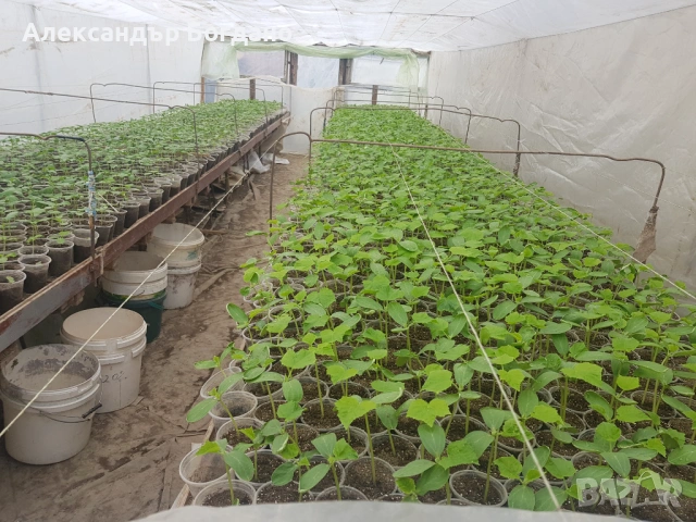 Продавам качествен разсад домати и краставици, от дългогодишен производител! , снимка 3 - Разсади - 54120427