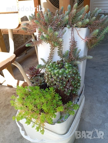 Сукуленти, снимка 2 - Градински цветя и растения - 54030582