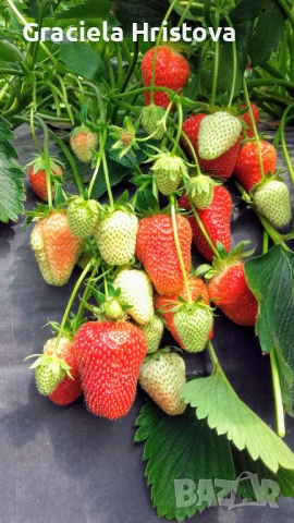 Продавам разсад ягоди , снимка 3 - Разсади - 54103999