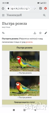 Пъстра розела 