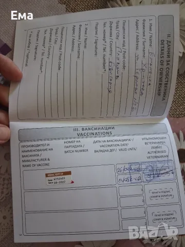 Куче - подарявам мъжко кученце, снимка 8 - Други - 55435158