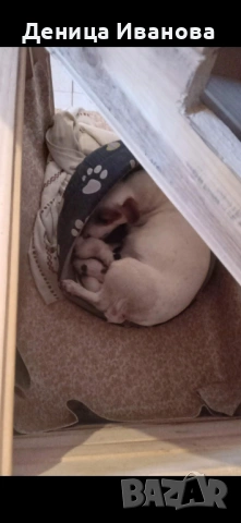 Малка девойка и малък герой 