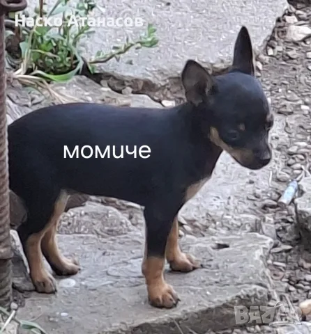 момиче във очакване на нови стопани 