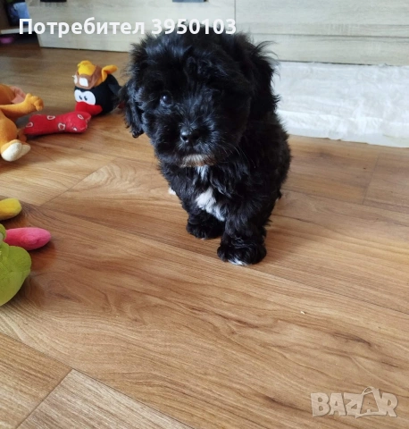 Shih poo/Mini poodle 
