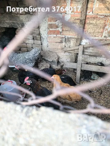 петли от породите Амрок, Съсекс, Черен Мед Маран Катунски сьомгови Орпингтон Зибрайт и още други, снимка 2 - други­ - 55677976