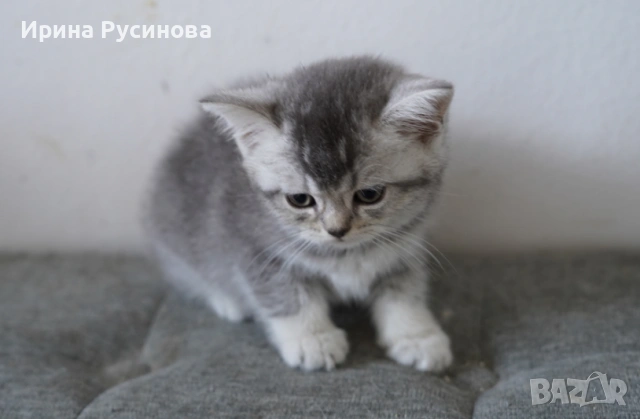 Британска късокосместа, снимка 2 - Британска късокосместа - 54807075