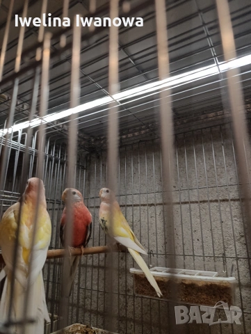 Продавам неофеми , снимка 9 - Папагали - 54322117