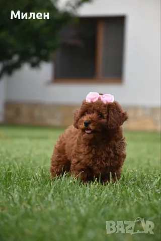 Той пудел Toy poodle, снимка 2 - Пудели - 55006000