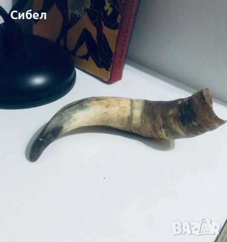 Стар Биволски рог, снимка 3 - Антикварни и старинни предмети - 54613877