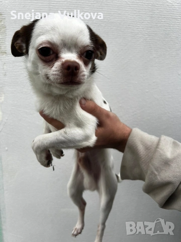 Продавам мини Чихи мамченце