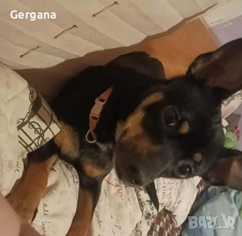 Пинчери чистокръвни , снимка 2 - Пинчер - 54070278