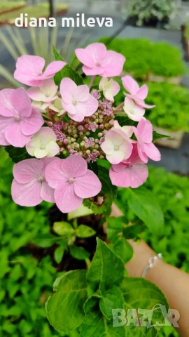 Хортензия Месалина, Hydrangea Messаlina  за сянка !, снимка 3 - Градински цветя и растения - 43401747