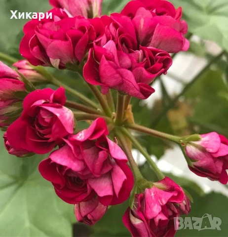 Сортово мушкато Pelargonium Plum Rambler  , снимка 2 - Стайни растения - 55133213