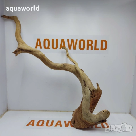 Корен Азалия 2