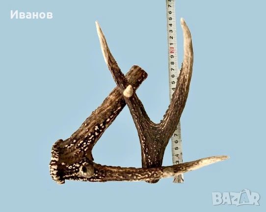 Закачалка, изработена от Истински рога на благороден елен , снимка 4 - Декорация за дома - 53981228