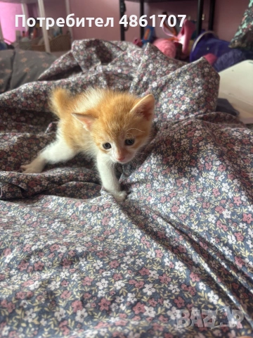 Подарявам котенца!