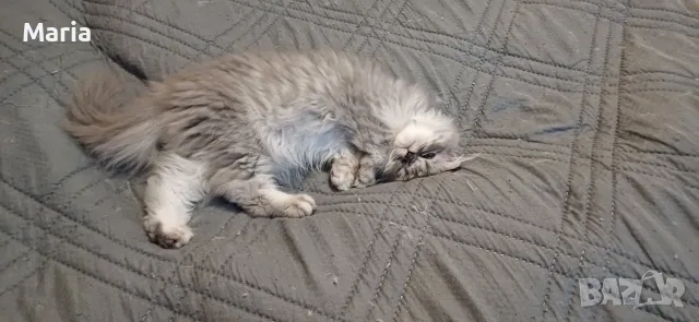 Персийски котета