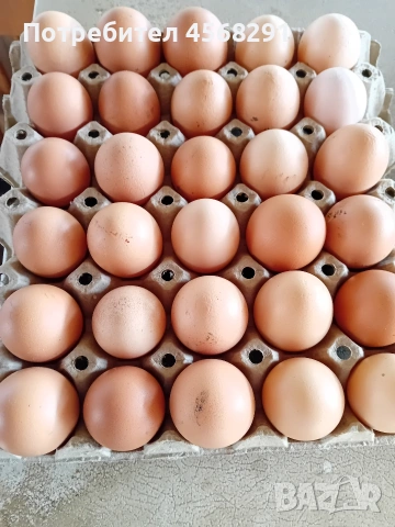 Продавам домашни яйца