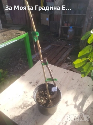 Йоща - хибрид между касис и цариградско грозде , снимка 8 - Градински цветя и растения - 54020913