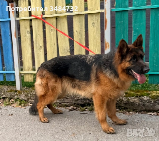Немска овчарка , снимка 2 - Немска овчарка - 54074561