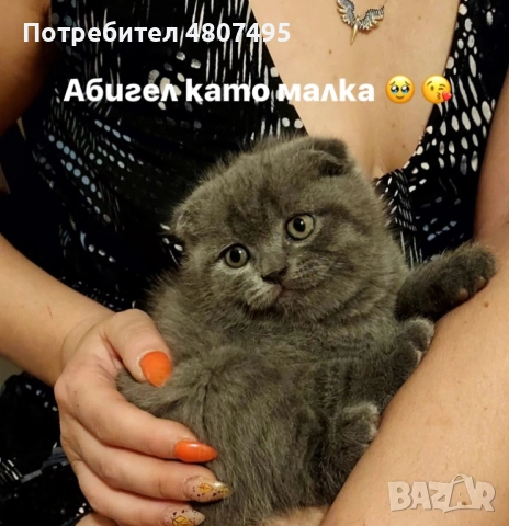 Продавам шотландски клепоухи малки котенца 😻, снимка 10 - Други - 54309809