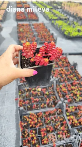 Червен седум Пурпурна Зима, Sedum spirium " Purpur Winter ", снимка 8 - Градински цветя и растения - 46784135