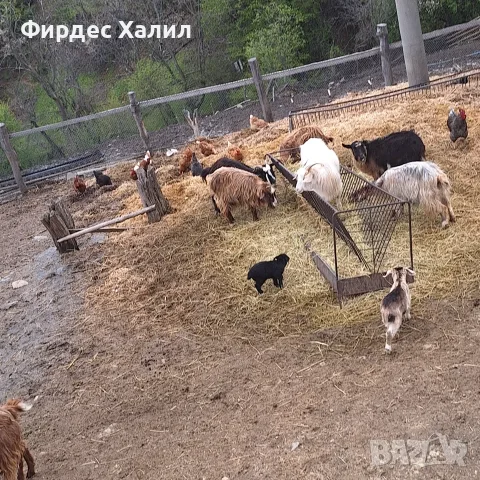 Продавам агнета