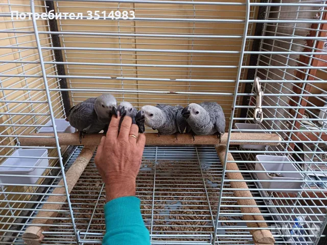 Бебета Кралско Жако