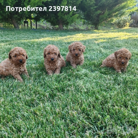 Пудел  Той/Мини, снимка 8 - Пудели - 55138246